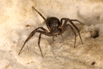 *(85360) Une femelle (Araneae - Philodromidae - Philodromus sp.)